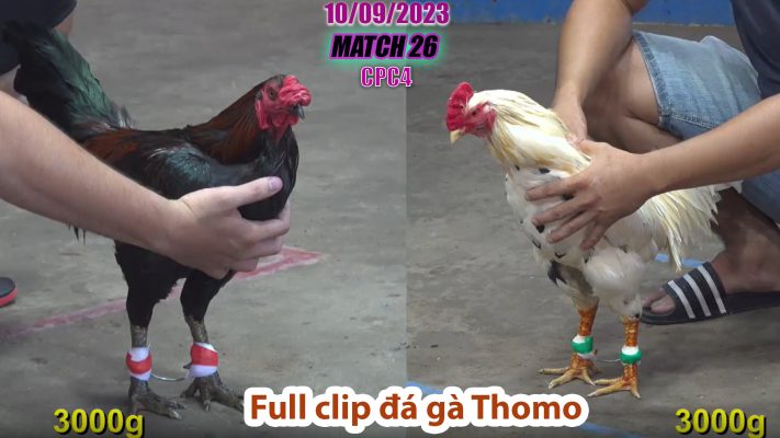 CPC4- TRẬN 26 | đá gà Thomo | 10/09/2023