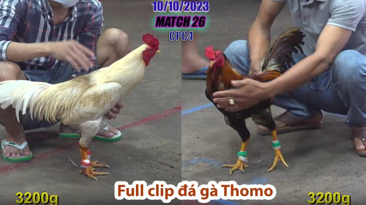 CPC4- TRẬN 26 | đá gà Thomo | 10/10/2023