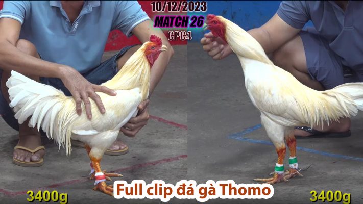 CPC4- TRẬN 26 | đá gà Thomo | 10/12/2023