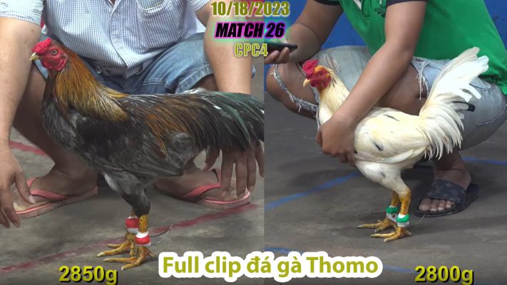 CPC4- TRẬN 26 | đá gà Thomo | 10/18/2023