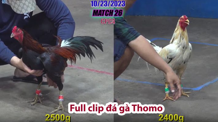 CPC4- TRẬN 26 | đá gà Thomo | 10/23/2023