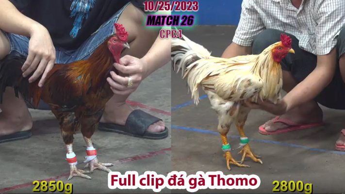 CPC4- TRẬN 26 | đá gà Thomo | 10/25/2023