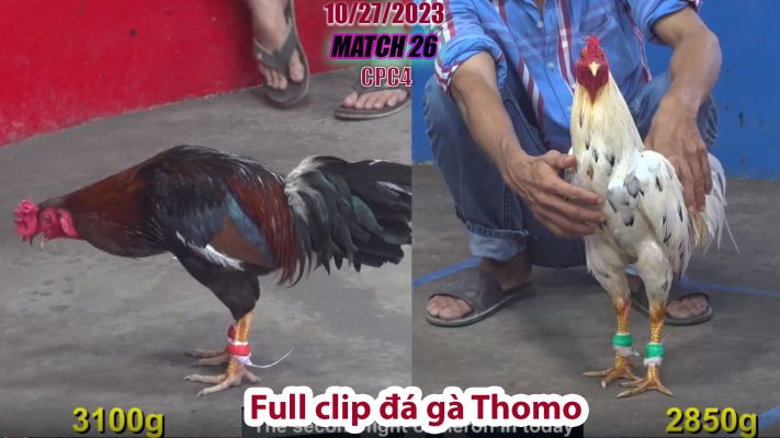 CPC4- TRẬN 25 | đá gà Thomo | 10/27/2023