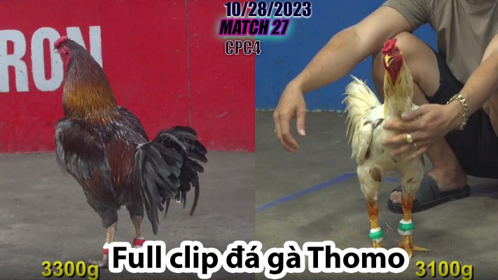 CPC4- TRẬN 27 | đá gà Thomo | 10/28/2023