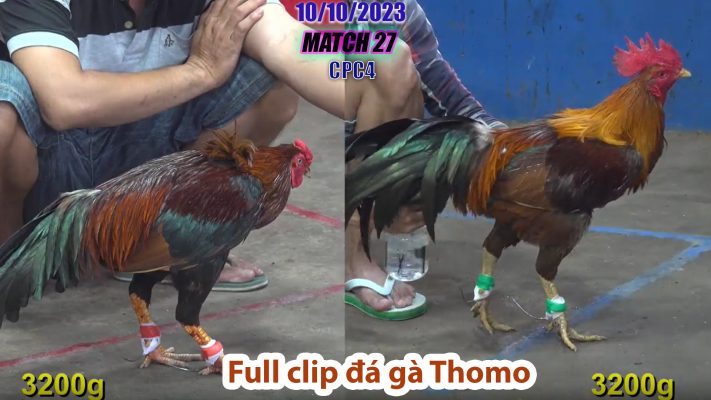 CPC4- TRẬN 27 | đá gà Thomo | 10/10/2023