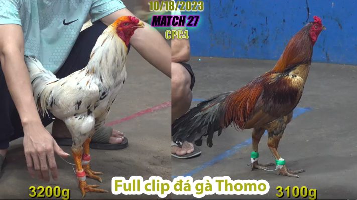 CPC4- TRẬN 27 | đá gà Thomo | 10/18/2023