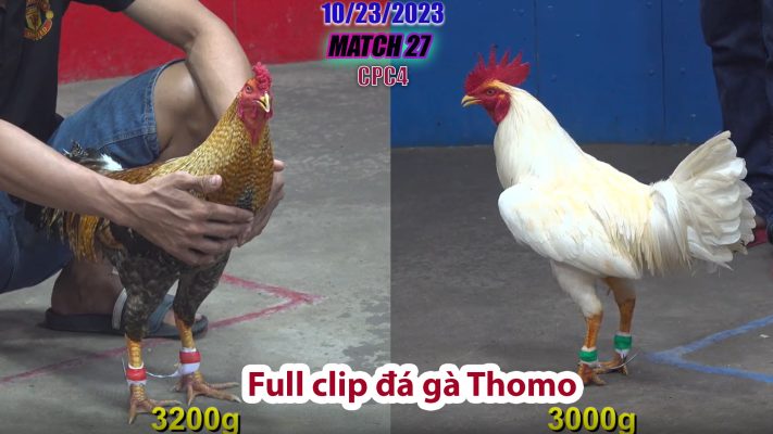 CPC4- TRẬN 27 | đá gà Thomo | 10/23/2023