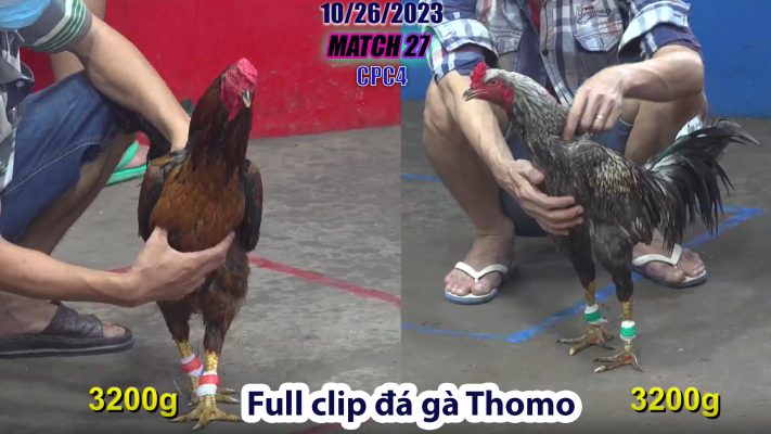 CPC4- TRẬN 27 | đá gà Thomo | 10/26/2023