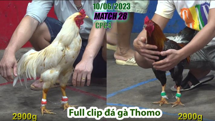 CPC4- TRẬN 28 | đá gà Thomo | 10/06/2023