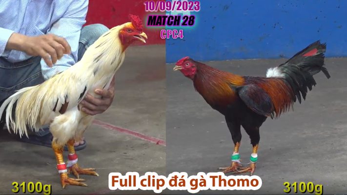 CPC4- TRẬN 28 | đá gà Thomo | 10/09/2023