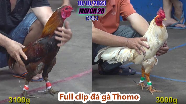 CPC4- TRẬN 28 | đá gà Thomo | 10/10/2023