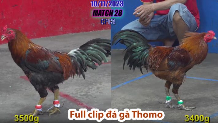 CPC4- TRẬN 28 | đá gà Thomo | 10/11/2023