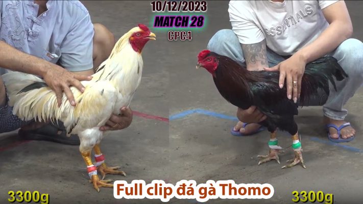 CPC4- TRẬN 28 | đá gà Thomo | 10/12/2023