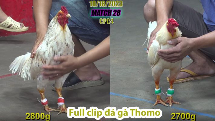 CPC4- TRẬN 28 | đá gà Thomo | 10/18/2023