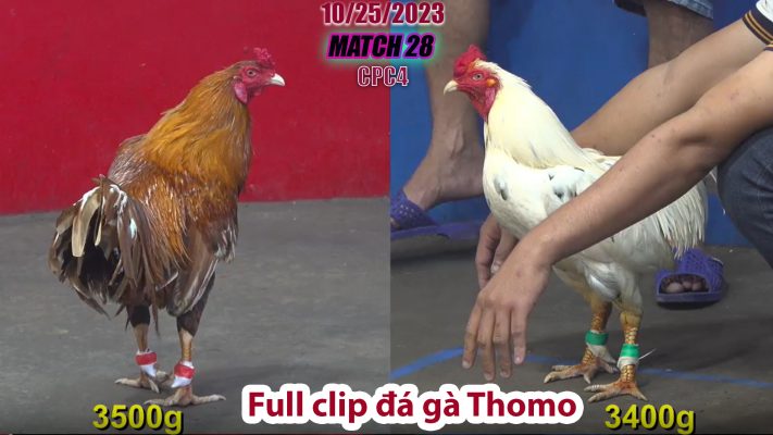 CPC4- TRẬN 28 | đá gà Thomo | 10/25/2023