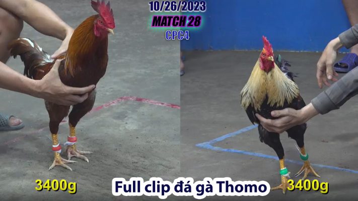 CPC4- TRẬN 28 | đá gà Thomo | 10/26/2023