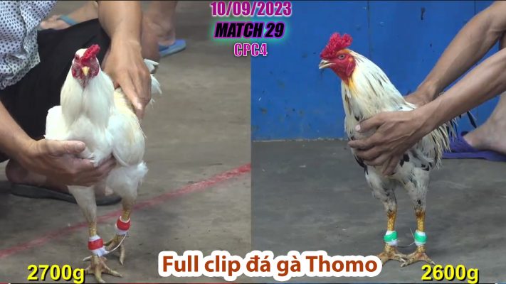 CPC4- TRẬN 29| đá gà Thomo | 10/09/2023