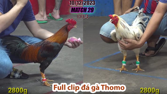 CPC4- TRẬN 29 | đá gà Thomo | 10/12/2023