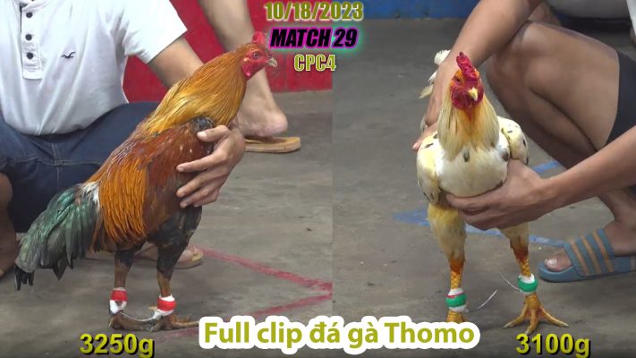 CPC4- TRẬN 29 | đá gà Thomo | 10/18/2023