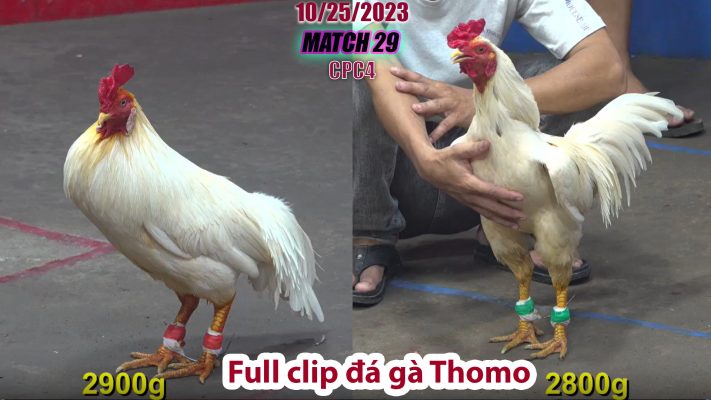 CPC4- TRẬN 29 | đá gà Thomo | 10/25/2023