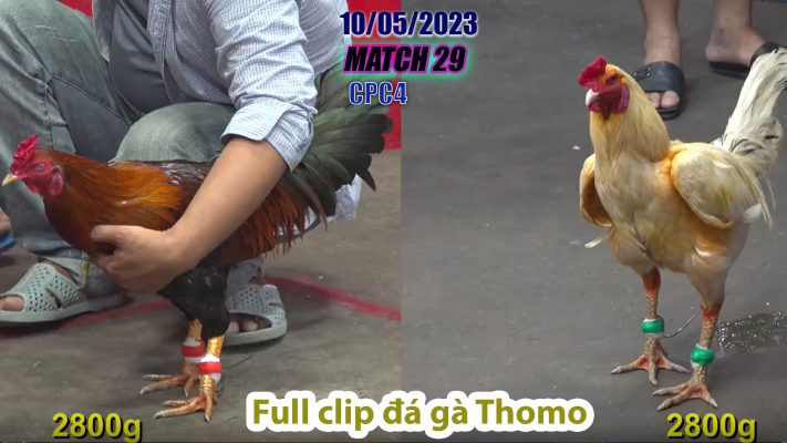 CPC4- TRẬN 29 | đá gà Thomo | 10/05/2023