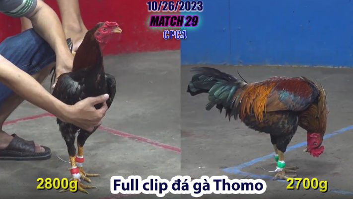 CPC4- TRẬN 29 | đá gà Thomo | 10/26/2023