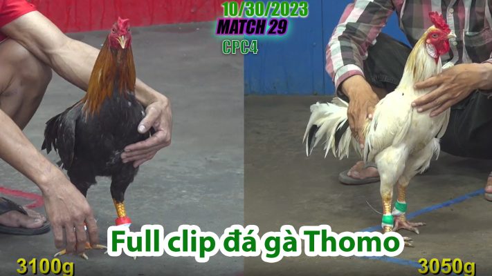 CPC4- TRẬN 29 | đá gà Thomo | 10/30/2023