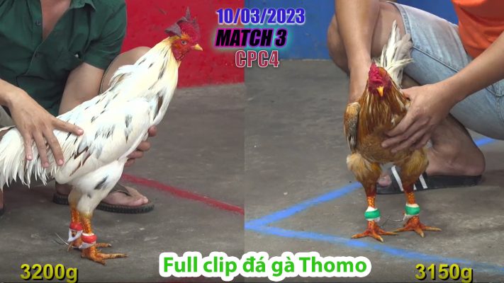 CPC4- TRẬN 3| đá gà Thomo | 10/03/2023