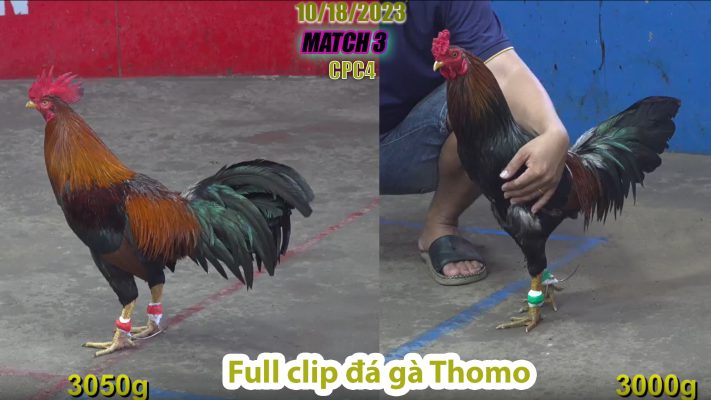 CPC4- TRẬN 3 | đá gà Thomo | 10/18/2023