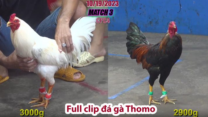 CPC4- TRẬN 3 | đá gà Thomo | 10/19/2023