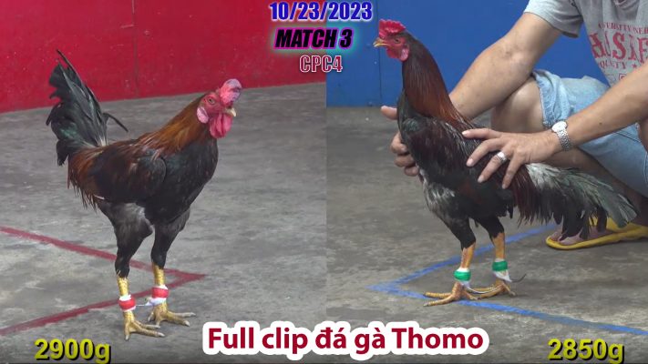 CPC4- TRẬN 3 | đá gà Thomo | 10/23/2023