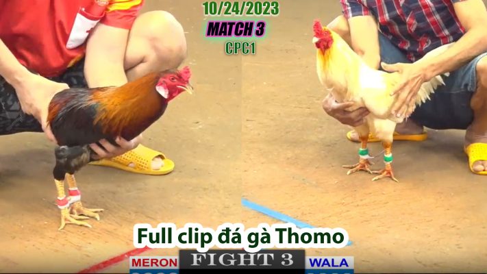 CPC1- TRẬN 3 | đá gà Thomo | 10/24/2023