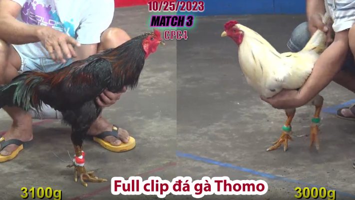 CPC4- TRẬN 3 | đá gà Thomo | 10/25/2023