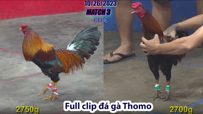 CPC4- TRẬN 3 | đá gà Thomo | 10/26/2023