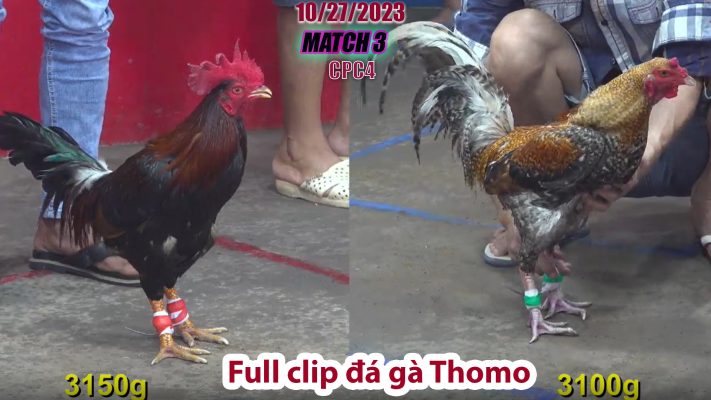 CPC4- TRẬN 3 | đá gà Thomo | 10/27/2023