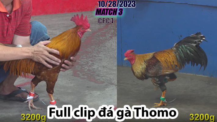 CPC4- TRẬN 3 | đá gà Thomo | 10/28/2023