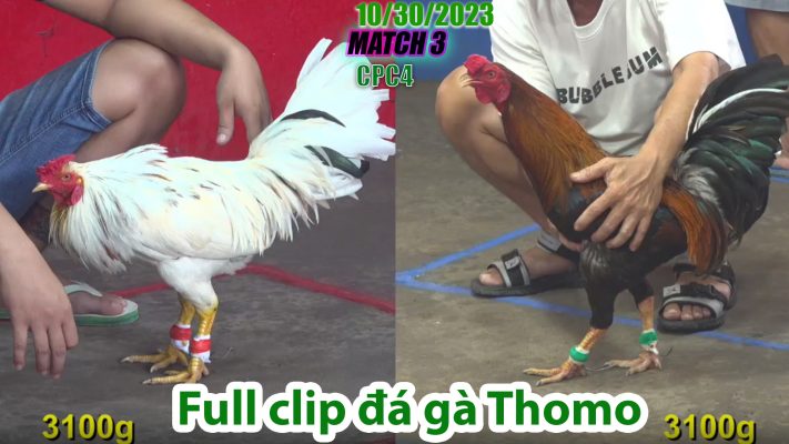 CPC4- TRẬN 3 | đá gà Thomo | 10/30/2023