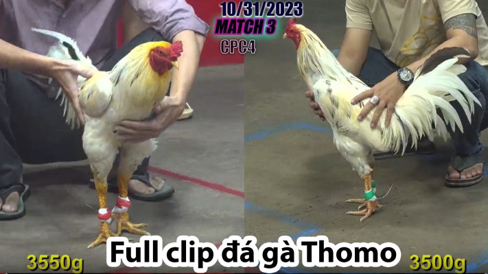 CPC4- TRẬN 3 | đá gà Thomo | 10/31/2023