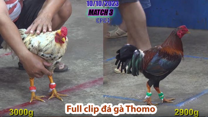 CPC4- TRẬN 3 | đá gà Thomo | 10/10/2023