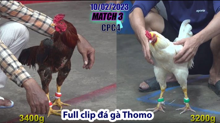 CPC4- TRẬN 3 | đá gà Thomo | 10/02/2023