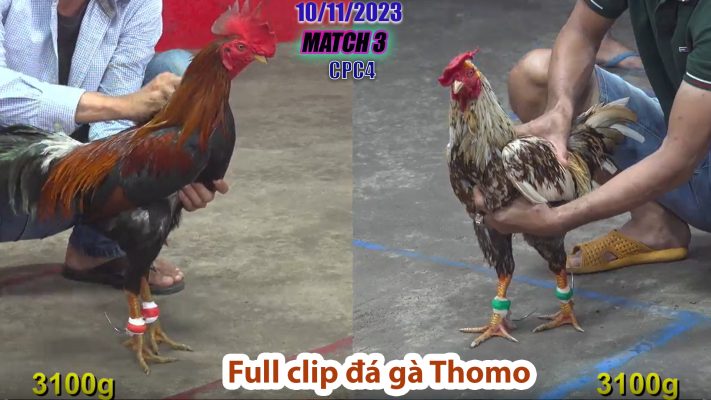 CPC4- TRẬN 3 | đá gà Thomo | 10/11/2023