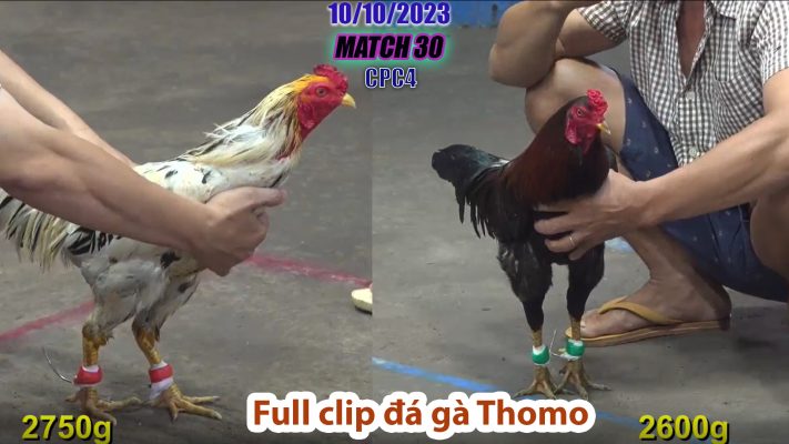 CPC4- TRẬN 30 | đá gà Thomo | 10/10/2023