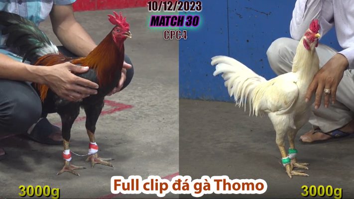 CPC4- TRẬN 30 | đá gà Thomo | 10/12/2023