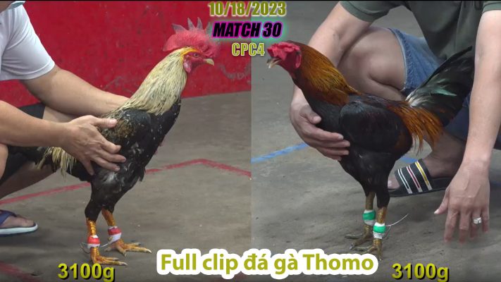 CPC4- TRẬN 30 | đá gà Thomo | 10/18/2023