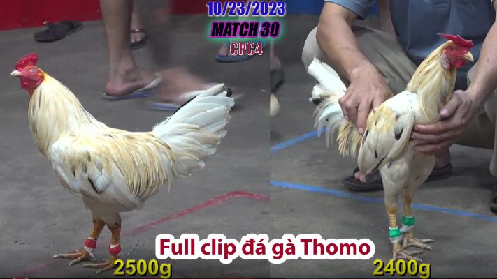 CPC4- TRẬN 30 | đá gà Thomo | 10/23/2023