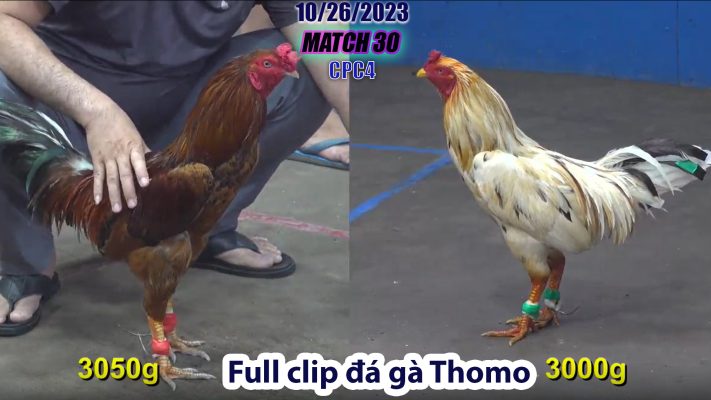 CPC4- TRẬN 30 | đá gà Thomo | 10/26/2023