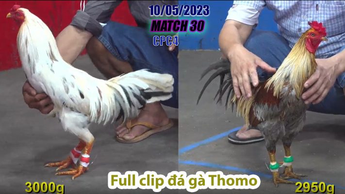 CPC4- TRẬN 30 | đá gà Thomo | 10/05/2023