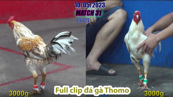 CPC4- TRẬN 31 | đá gà Thomo | 10/05/2023