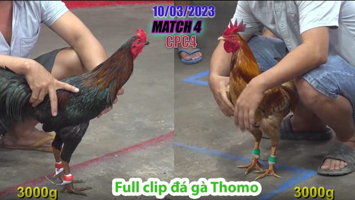 CPC4- TRẬN 4 | đá gà Thomo | 10/03/2023