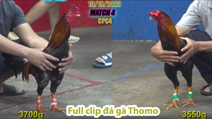 CPC4- TRẬN 4 | đá gà Thomo | 10/18/2023